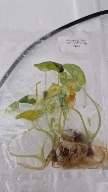 Tissue Culture Plant - Pre-order - please see description