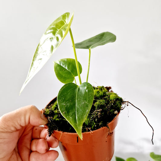 Anthurium Veitchii Houseplant 10.5cm pot (1)