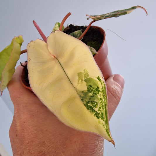 Philodendron Billietiae Variegated Houseplant 9cm pot