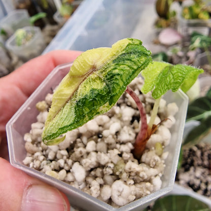 Alocasia Jacklyn Aurea Variegated
