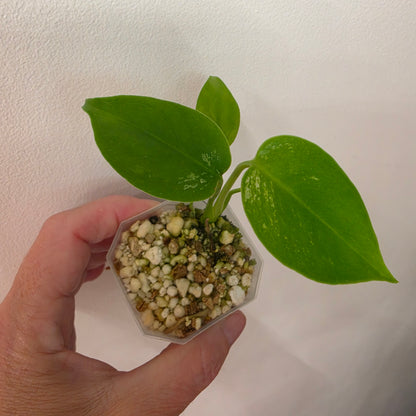 Monstera Devil Monster – Lightly Variegated / Speckled – Exact Plant (L1)