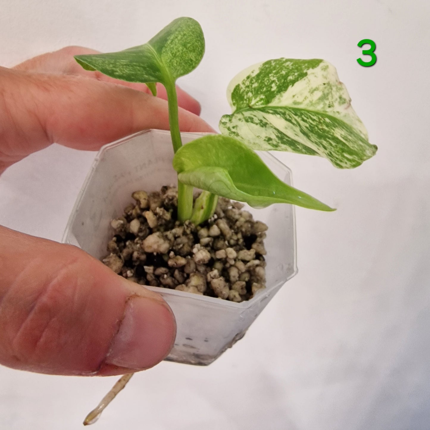 White Monstera – Choose Your Plant