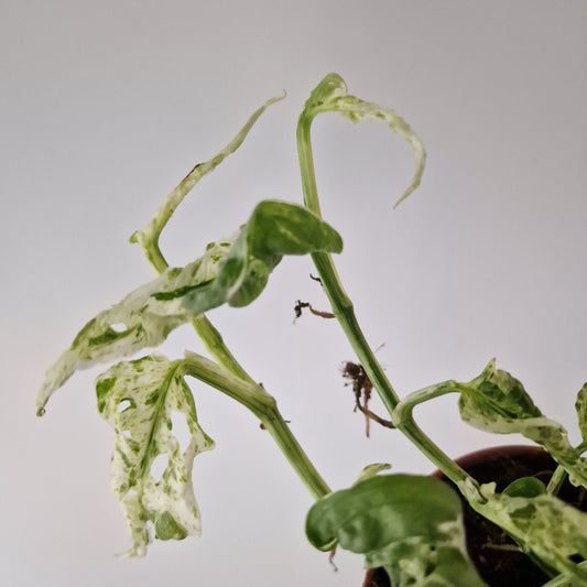 Monstera Frozen Freckles Rare Houseplant 12cm pot (2)