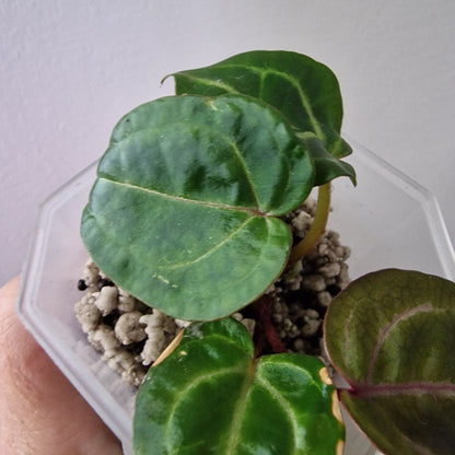 Anthurium Wonderboy × Michelle exact plant (#1)