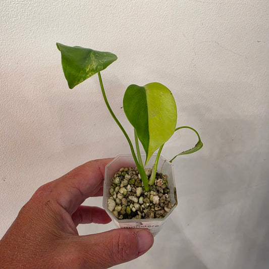 Monstera Aurea – Exact Plant No. 3 - See Description