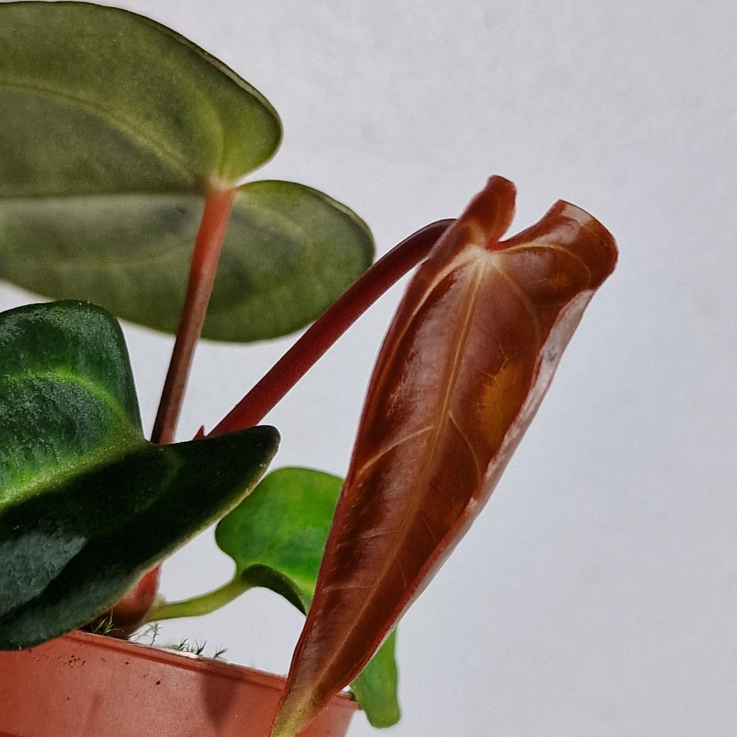 Anthurium Regale – 6cm Pot
