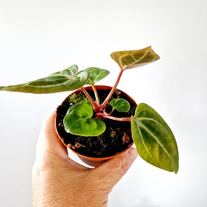 Anthurium Besseae aff x Zara x Michelle Houseplant 9cm pot (4)