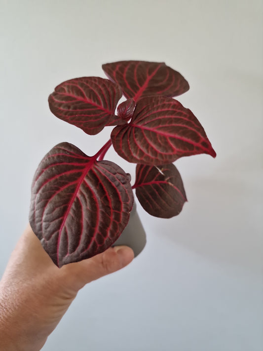 Iresine Herbstii Bloodleaf Rare Houseplant 6cm pot