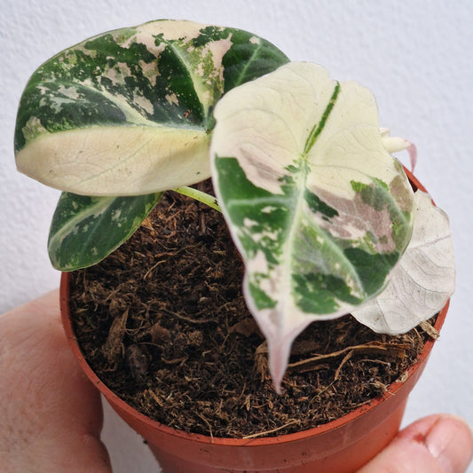 Alocasia Polly Variegated – 7cm Pot (#3)
