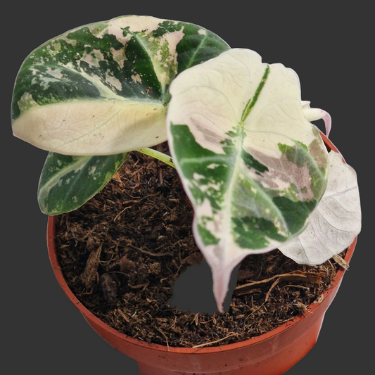 Alocasia Polly Variegated – 7cm Pot (#3)