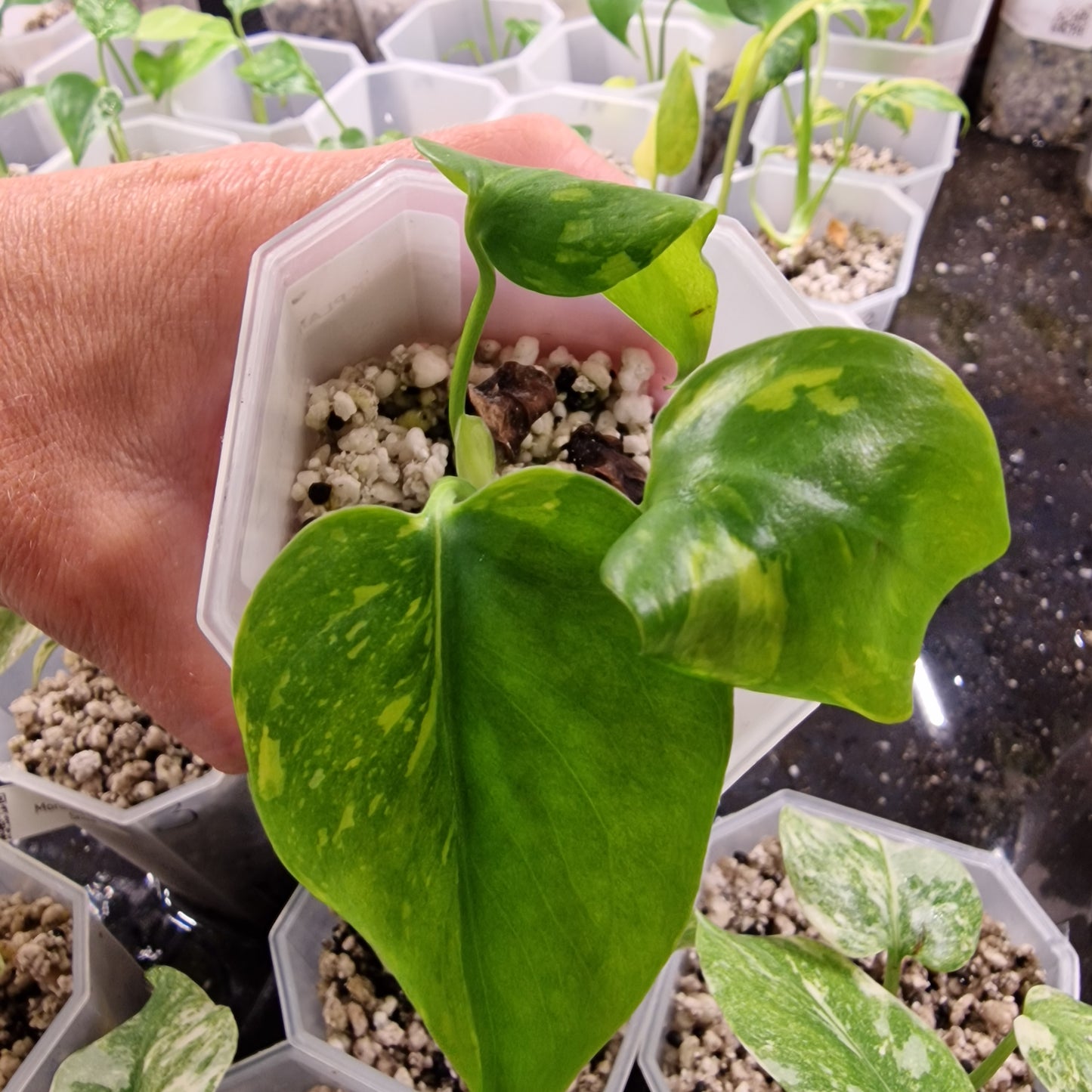 Monstera Electrolight Variegated – Exact Plant (#7)