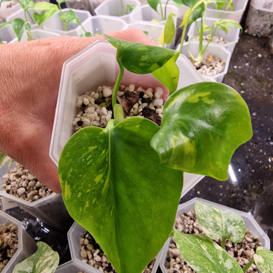 Monstera Electrolight Variegated – Exact Plant (#7)