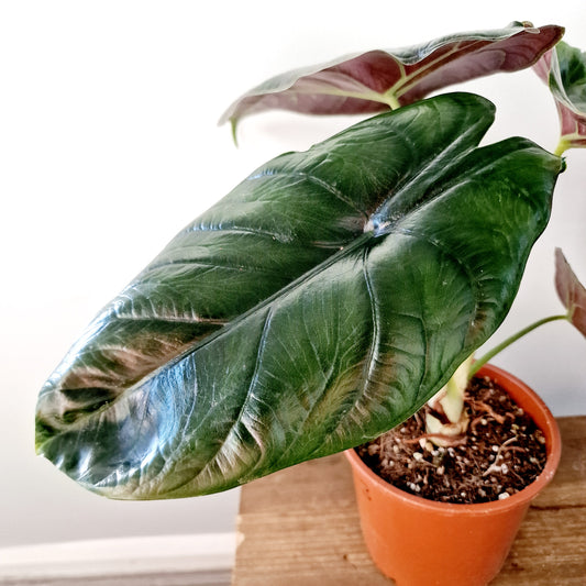 Alocasia Green Unicorn Houseplant 14cm pot (3)