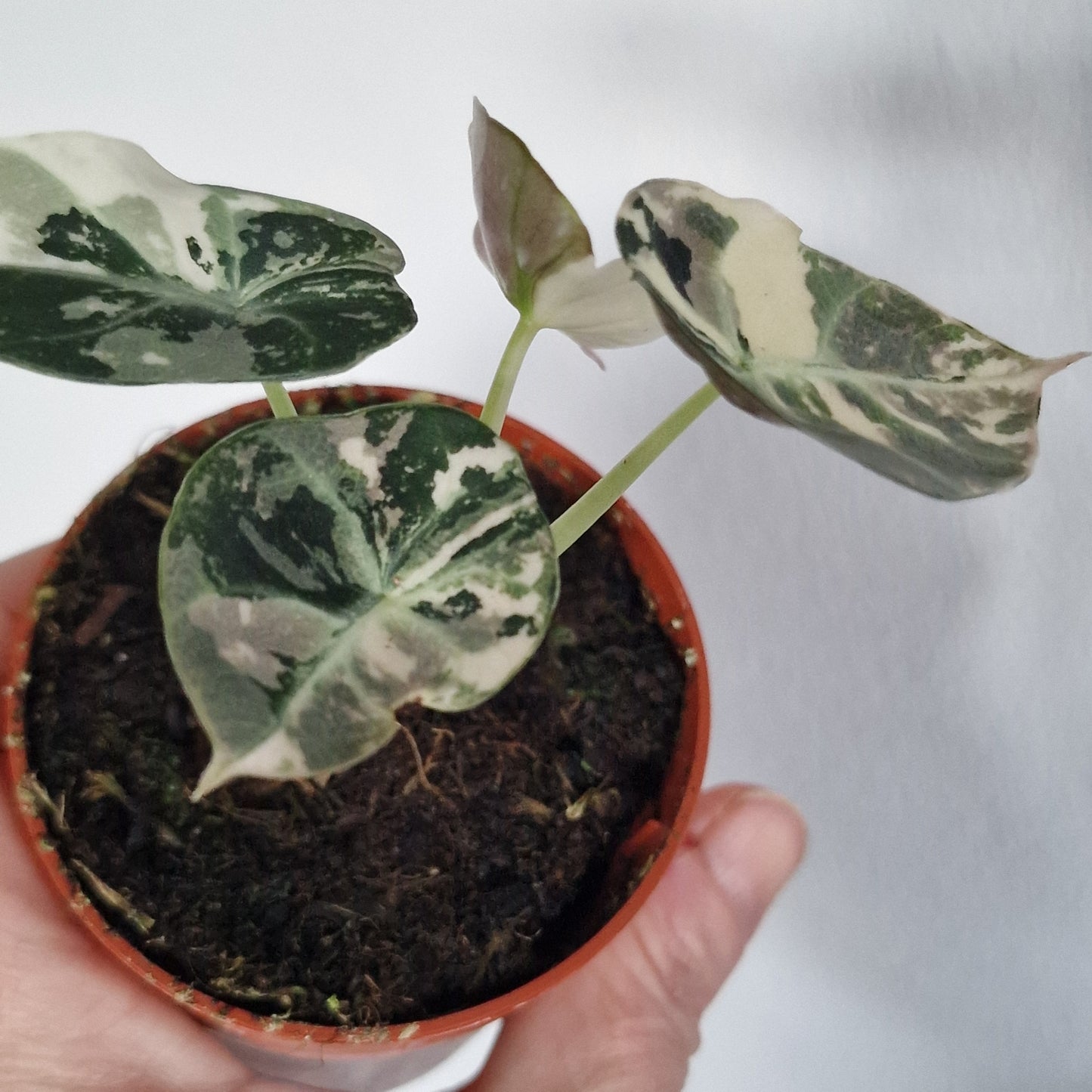 Alocasia Black Velvet Variegata – 7cm Pot (#1)