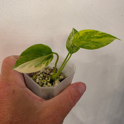 Monstera Aurea – Exact Plant No. 6 - See Description