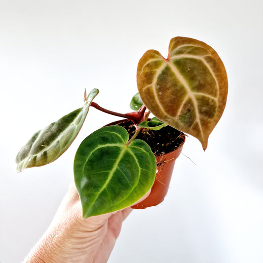 Anthurium Besseae aff x Zara x Michelle Houseplant 9cm pot (2)