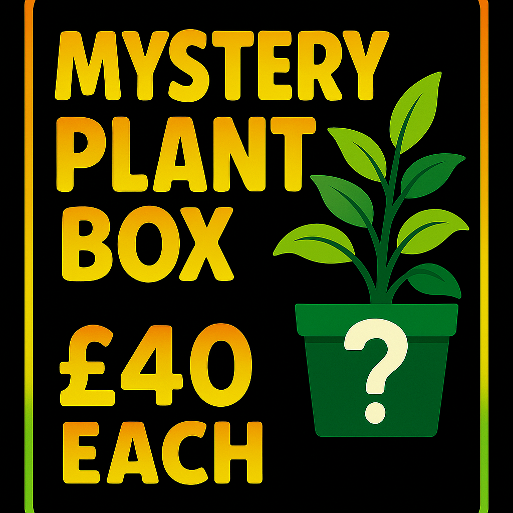 Mystery Houseplant Bundle – Surprise Plant Box (Various Price Options)