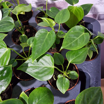 Anthurium Veitchii Rare Houseplant 6cm pot