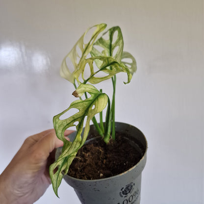 Monstera Adansonii Variegated #D