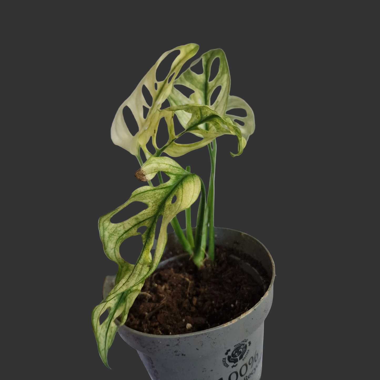 Monstera Adansonii Variegated #D