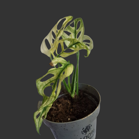 Monstera Adansonii Variegated #D
