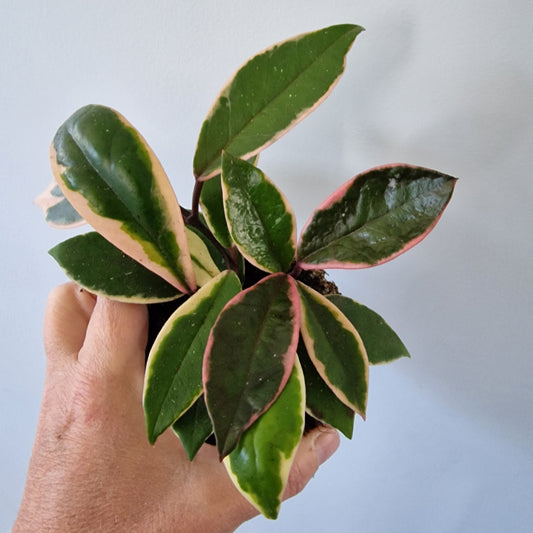 Hoya Flamingo Dream Rare Houseplant 9cm pot