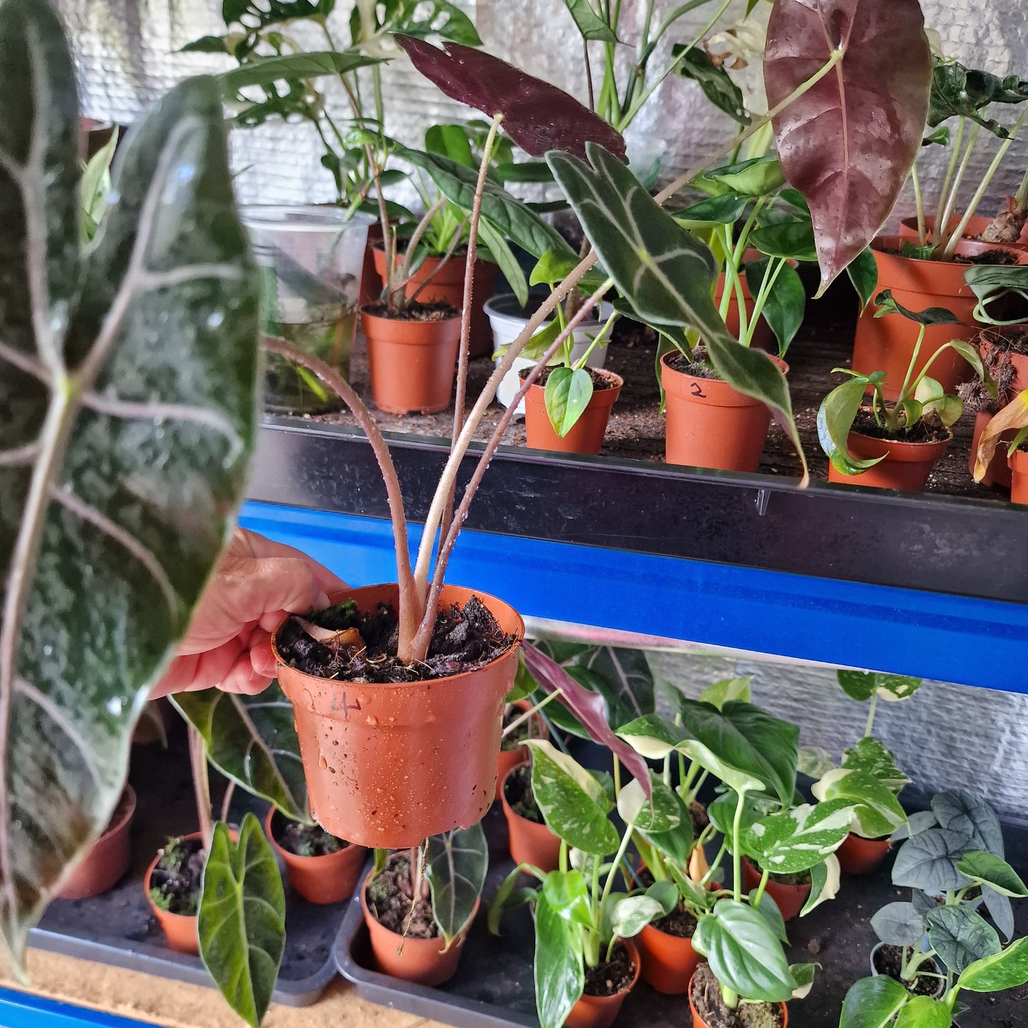 Alocasia Suhirmaniana Rare Houseplant 10.5cm pot