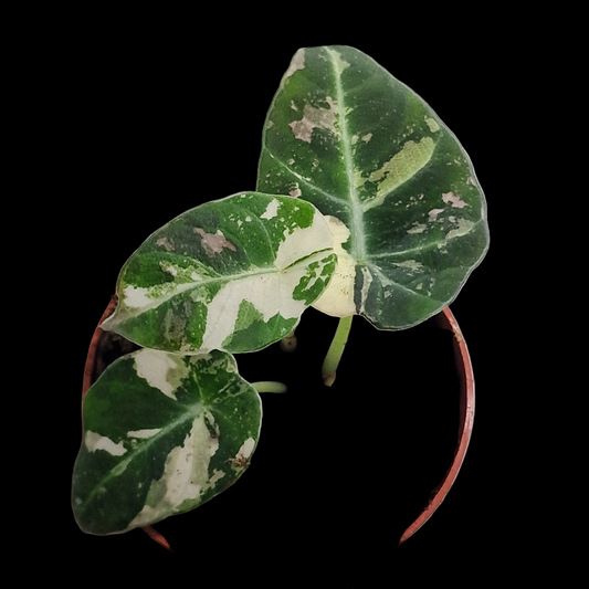 Alocasia Polly Variegated – 7cm Pot (#4)