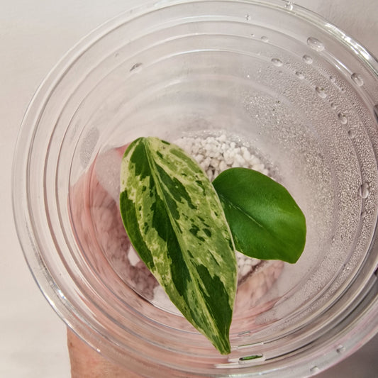 Pre-order Monstera Bulbasaur – Young TC Plantlet Exact Plant (1-15)