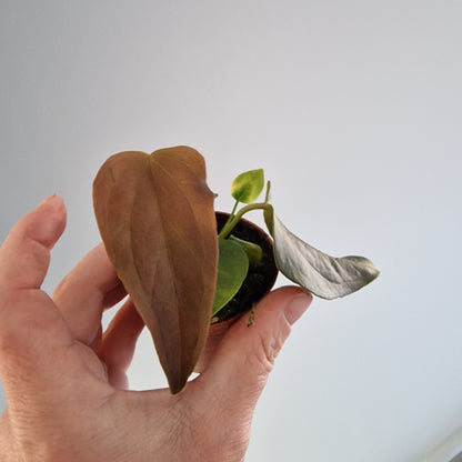 Anthurium Queen of Hearts – 6cm Pot