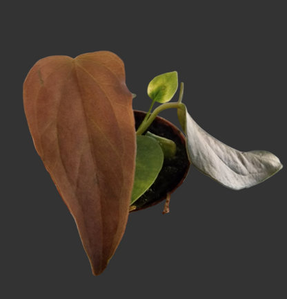 Anthurium Queen of Hearts – 6cm Pot