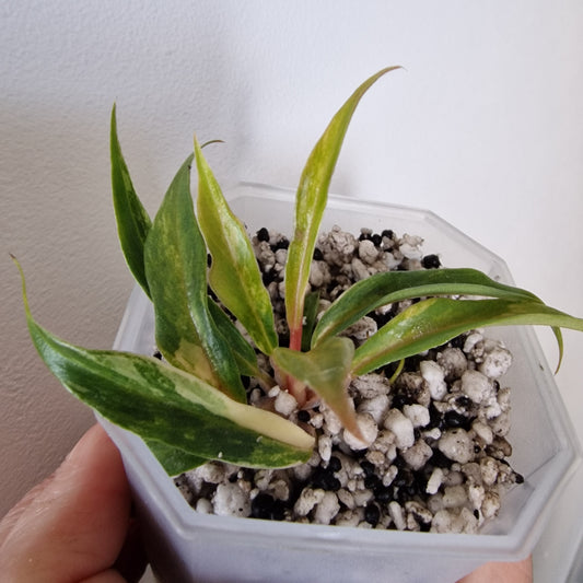 Philodendron Tortum Variegated – Young Exact Plant (#1)