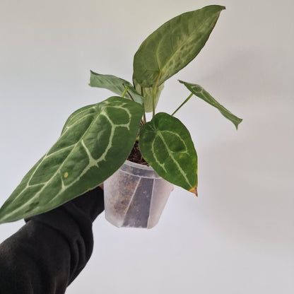 Ecuagenera Rehab Anthurium forgetii white stripes