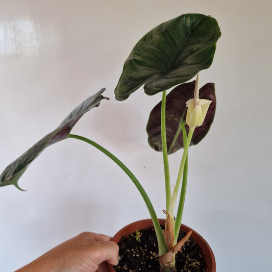 Alocasia Green Unicorn Double the growth Houseplant 14cm pot