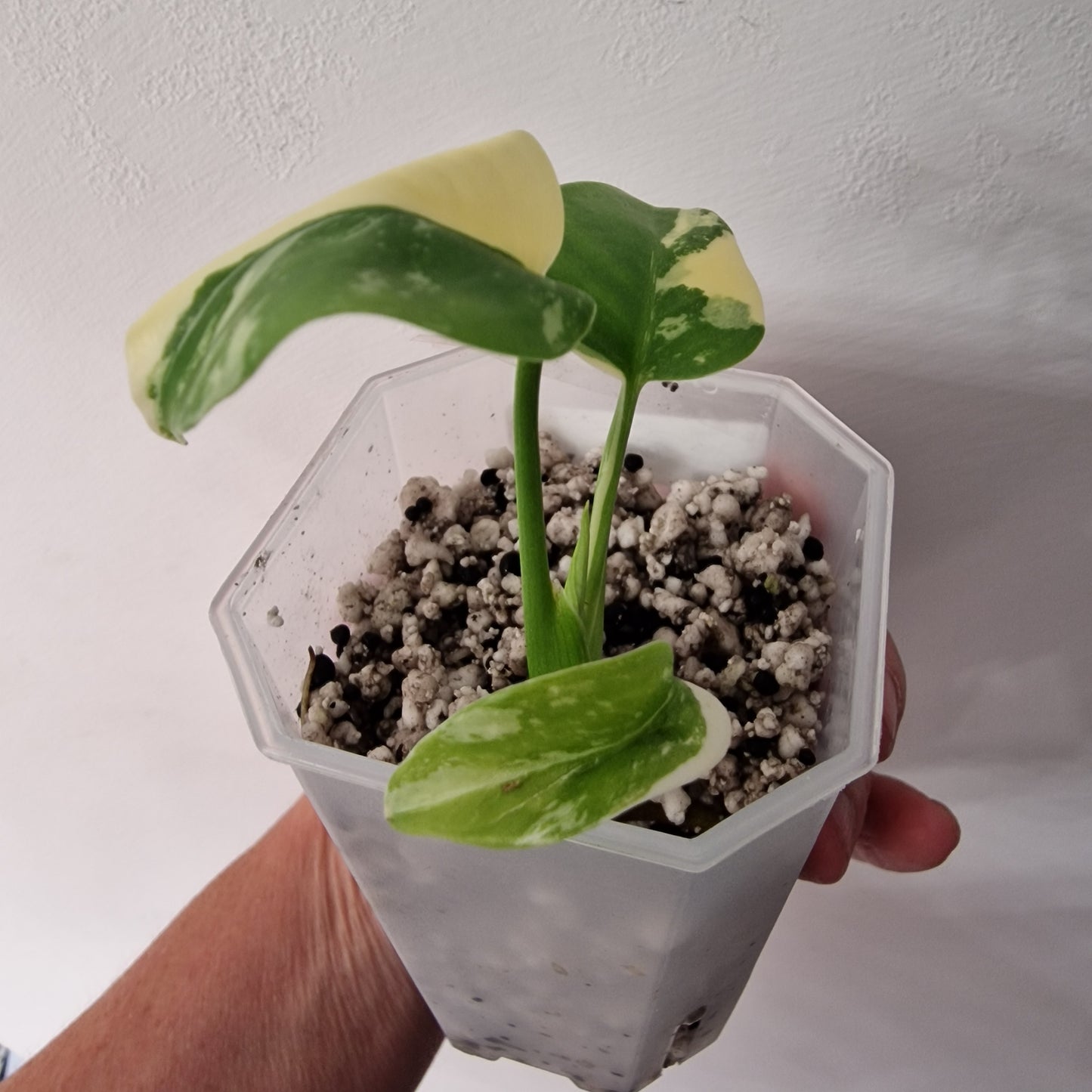 Monstera Lemon Lime ‘Pom Pom’ - Young Exact TC Plant