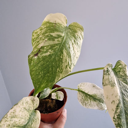 Monstera Mint Rare Houseplant 10.5cm pot (d)