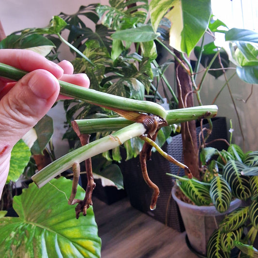 Monstera Albo Highly Variegated Middle Cutting