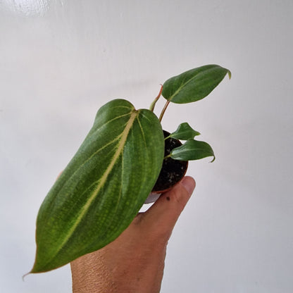 Philodendron Baby Houseplant 6cm pot