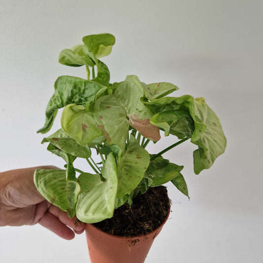 Syngonium Confetti Houseplant 12cm pot
