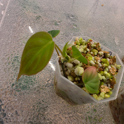 Philodendron Micans Pink Cloud Variegated