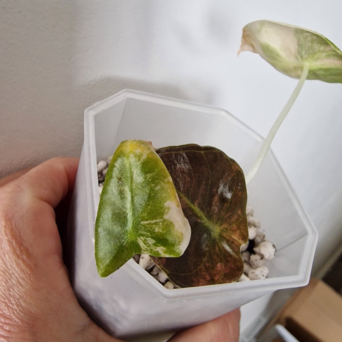 Alocasia Sedenii Variegated – Exact Plant (#4)
