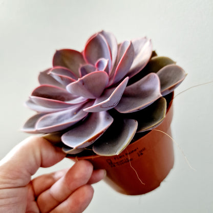 Echeveria Purple Pearl Houseplant 12cm pot