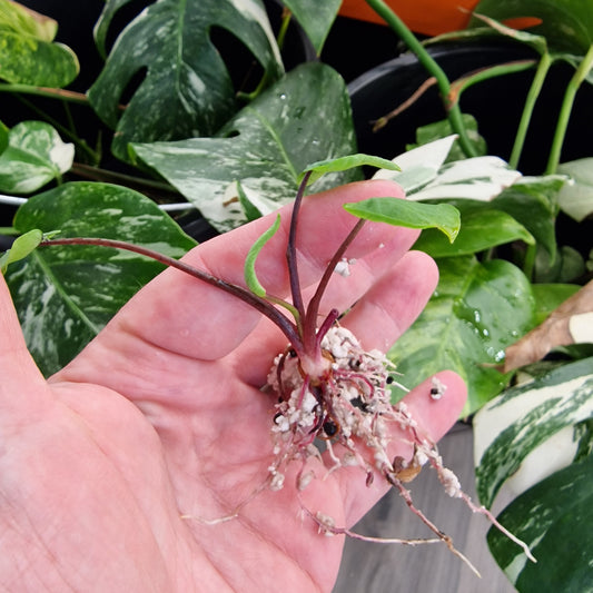 Colocasia ‘Pharaoh’s Mask’ – Rare Elephant Ear Plant
