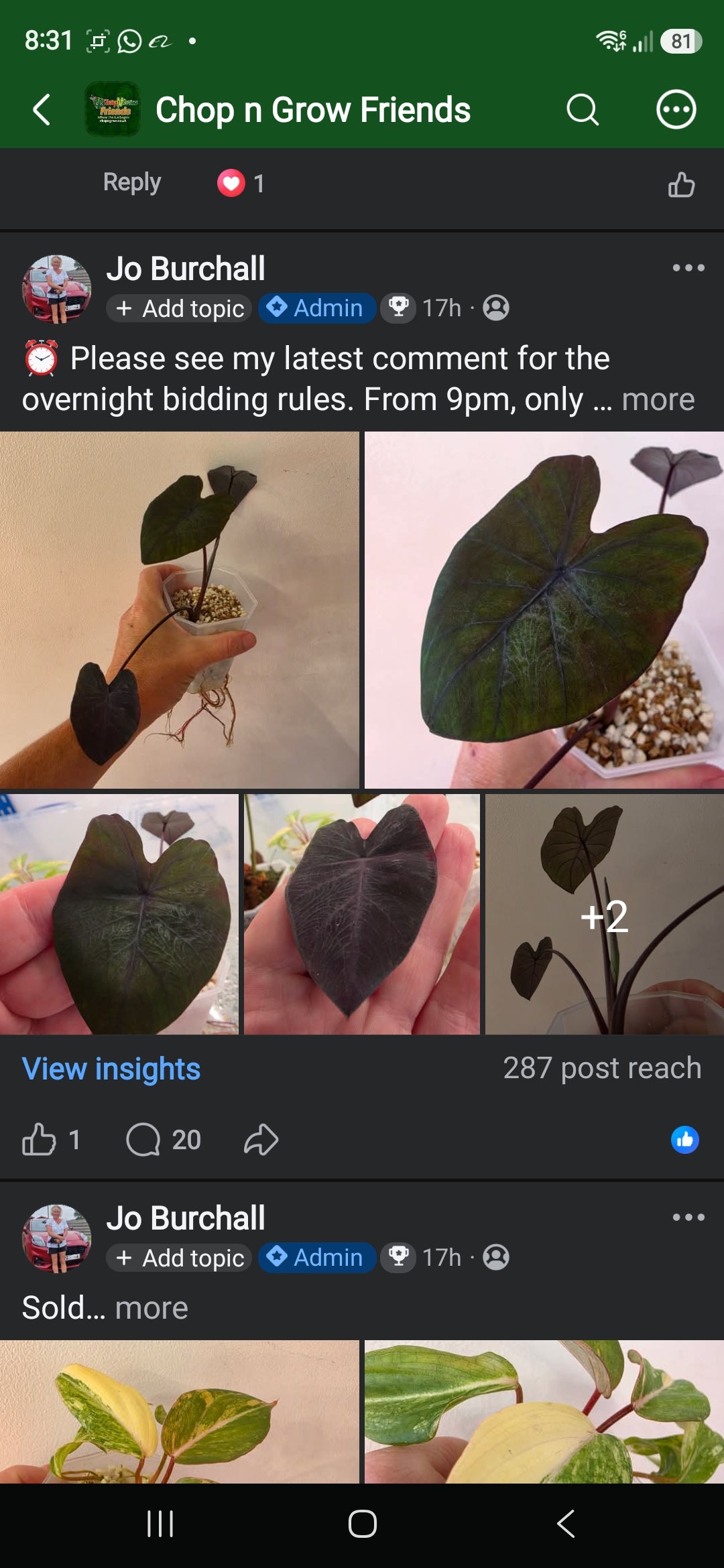 Sunday CnG Sale - Anna Colocasia