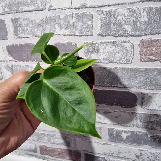 Anthurium Veitchii Rare Houseplant 6cm pot