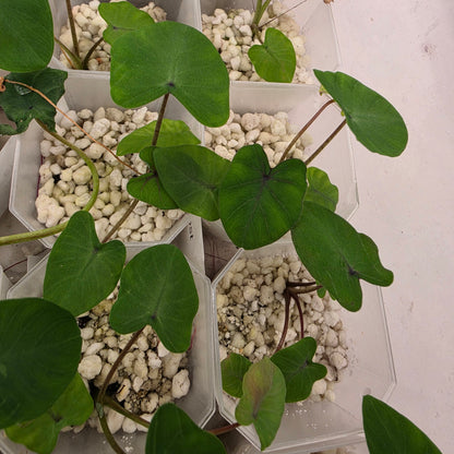 Colocasia Ghost Rider – Chosen at Random - See Description