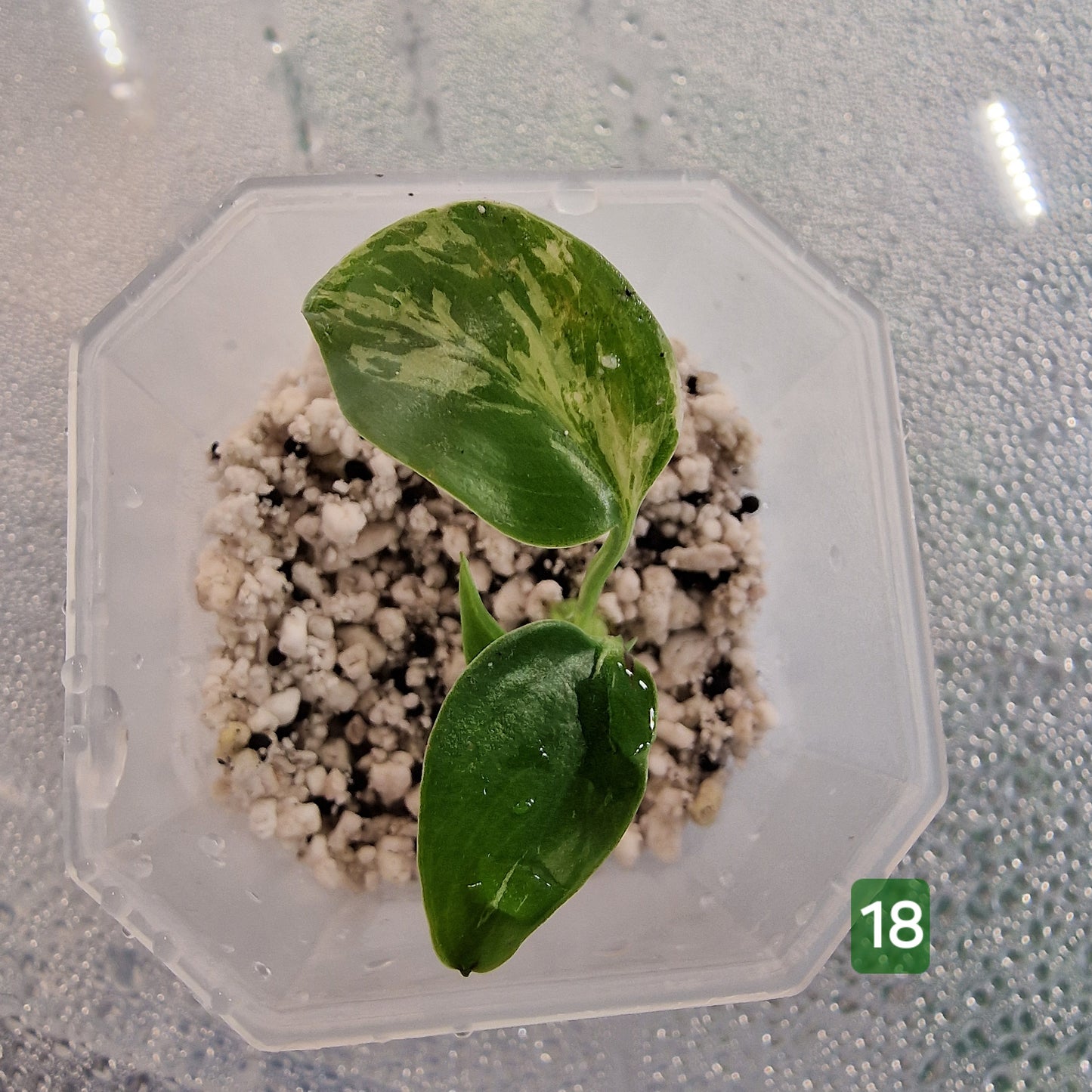 Monstera Bulbasaur – Choose Your Exact Plant (Acclimatising TC Batch) see description