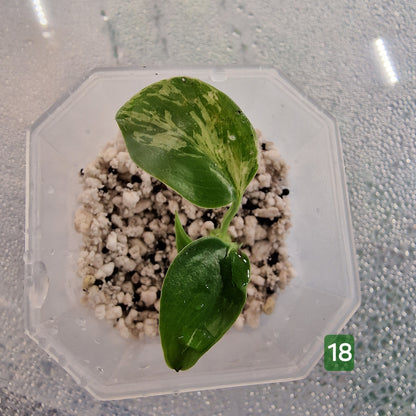 Monstera Bulbasaur – Choose Your Exact Plant (Acclimatising TC Batch) see description
