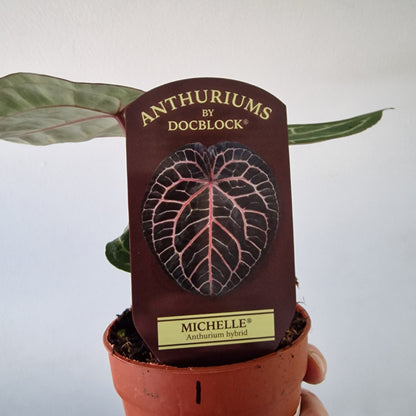 Anthurium ‘Michelle’ by DocBlock – 9cm Pot (#1)