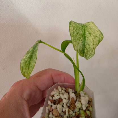 Monstera White Monster Variegated – Exact Plant #6